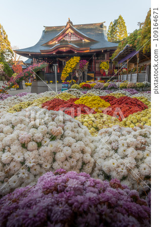 Ibaraki Family Kasama City Kasama Inari Shrine Chrysanthemum Festival 109164671