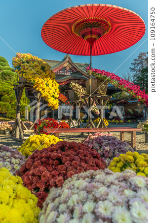 茨城家族笠間市笠間稻荷神社菊花節 茨城家族笠間市笠間稻荷神社菊花節 109164750