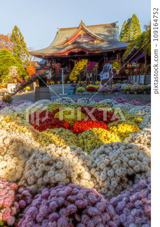 茨城家族笠間市笠間稻荷神社菊花節 茨城家族笠間市笠間稻荷神社菊花節 109164752