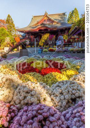 茨城家族笠間市笠間稻荷神社菊花節 茨城家族笠間市笠間稻荷神社菊花節 109164753