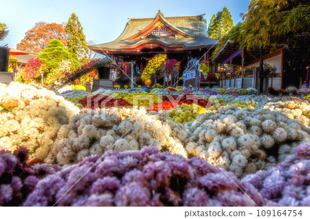 茨城家族笠間市笠間稻荷神社菊花節 茨城家族笠間市笠間稻荷神社菊花節 109164754