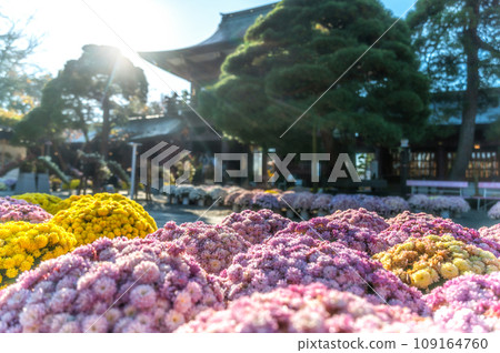 茨城家族笠間市笠間稻荷神社菊花節 茨城家族笠間市笠間稻荷神社菊花節 109164760