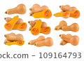 butternut squash on white background 109164793