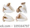 oyster mushrooms on white background 109164797