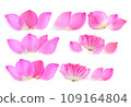 petal lotus flower on white background 109164804