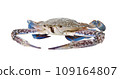 Blue Swimming Crabs on white background 109164807
