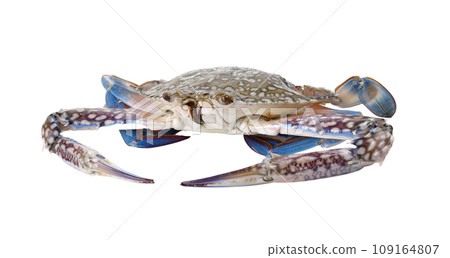 Blue Swimming Crabs on white background 109164807