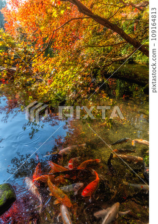 茨城縣築西市 西勝寺 秋葉盛景 109164813