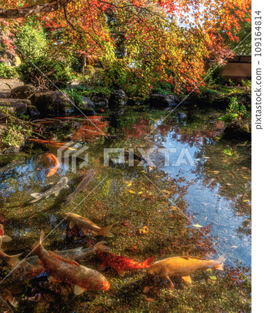 茨城縣築西市 西勝寺 秋葉盛景 109164814