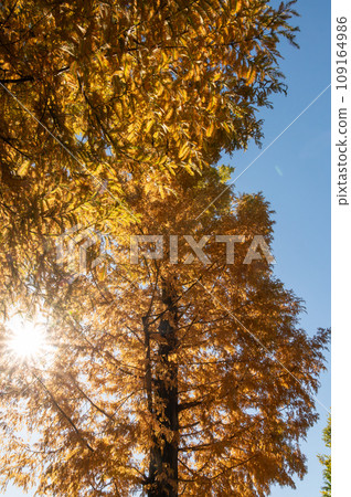 Mito City, Ibaraki Prefecture, Ibaraki Prefectural History Museum lined with ginkgo trees at the peak of autumn leaves Mito City, Ibaraki Prefecture, Ibaraki Prefectural History Museum lined with ginkgo trees at the peak of autumn leaves 109164986