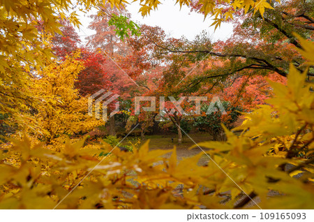 Mito City, Ibaraki Prefecture, Maple Valley in full bloom with autumn leaves 109165093