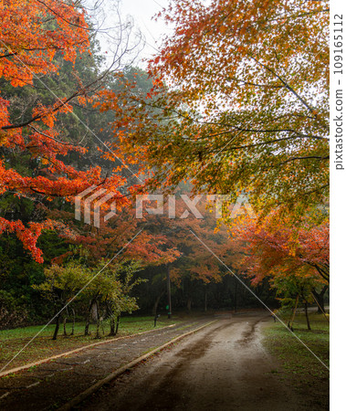 茨城縣水戶市紅葉谷盛開的紅葉 109165112