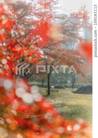 茨城縣水戶市紅葉谷盛開的紅葉 109165113
