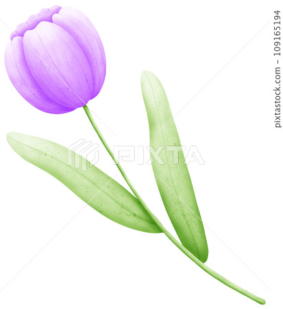 Hand-Drawn Watercolor Tulip Clipart: Create Beautiful Floral Designs with Ease Hand-Drawn Watercolor Tulip Clipart: Create Beautiful Floral Designs with Ease 109165194