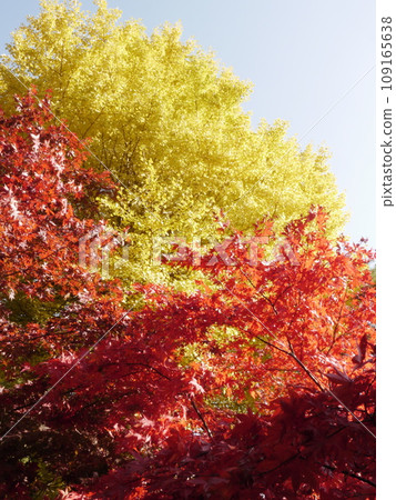 Autumn leaves (gingko and maple) at Daisenji Temple (Isehara) Autumn leaves (gingko and maple) at Daisenji Temple (Isehara) 109165638