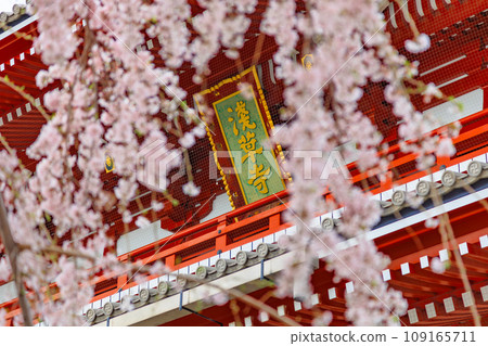 東京台東區淺草寺、寶藏門和盛開的櫻花 109165711