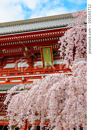 東京台東區淺草寺、寶藏門和盛開的櫻花 109165712