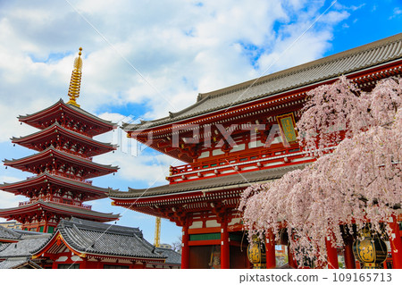 東京台東區淺草寺、寶藏門和盛開的櫻花 109165713