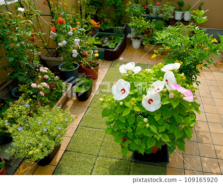 A flower garden full of flowers on a sunny day A flower garden full of flowers on a sunny day 109165920