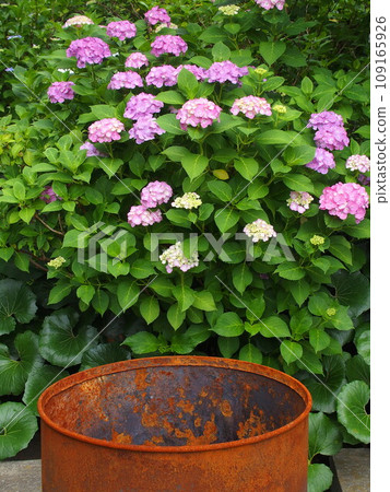 Rusty drum and hydrangea 109165926