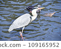  Water heron 109165952