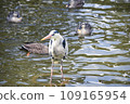  Water heron 109165954