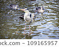  Water heron 109165957