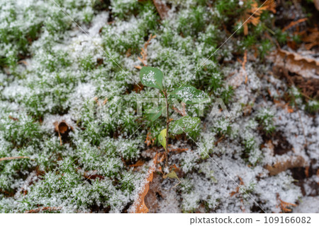雪堆積在苔蘚上 雪堆積在苔蘚上 109166082