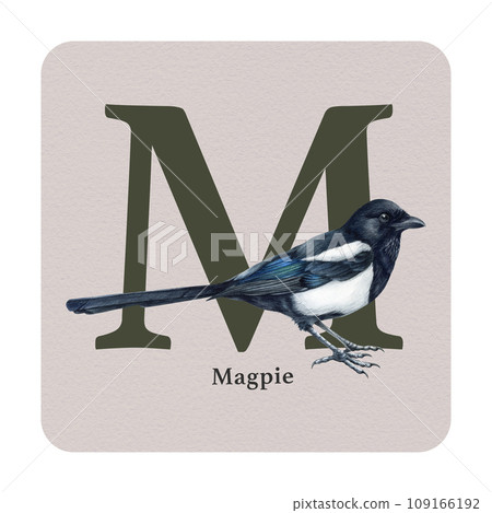 Letter M with magpie decor on the square card. Watercolor illustration. Forest nature ABC alphabet element for study. Wildlife nature alphabet letter L decorated with magpie bird. White background 109166192