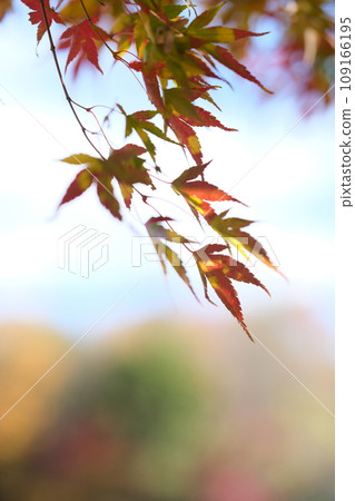 Autumn maple leaves swaying in the wind 109166195