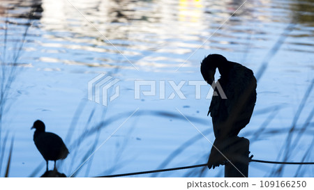 [Tokyo] Shakujii Park Shakujii Pond and cormorant silhouette 109166250