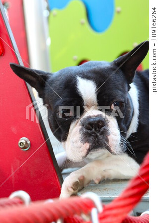 Mighty, a Boston terrier, looks cute while riding on red play equipment ♡ Mighty, a Boston terrier, looks cute while riding on red play equipment ♡ 109166264