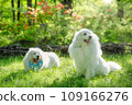big white dog in the forest 109166276