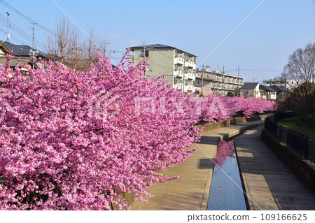 河津櫻花 河津櫻花 109166625