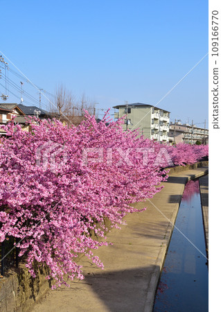 河津櫻花 109166770