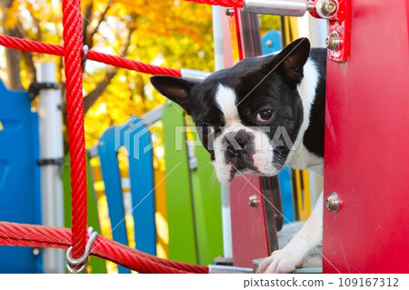 強壯的波士頓梗犬在色彩繽紛的遊樂設施中看起來很可愛♡ 109167312