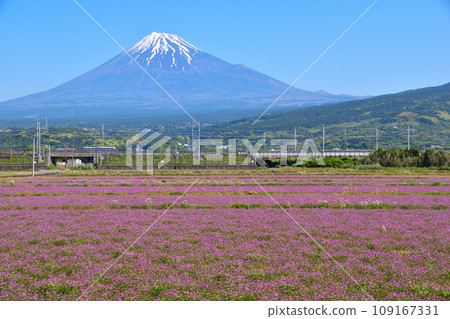 春天的富士山花園 109167331