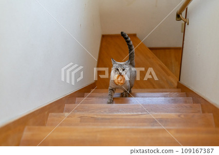 Cat running away with bread in its mouth Siamese tabby cat Cat running away with bread in its mouth Siamese tabby cat 109167387