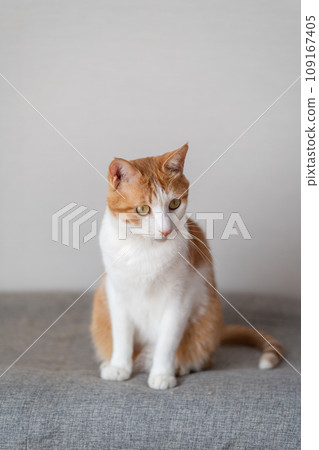 Sitting cat brown tiger white 109167405