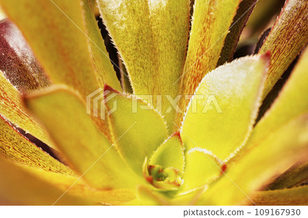 Houseleek , sempervivum plant , detail Houseleek , sempervivum plant , detail 109167930