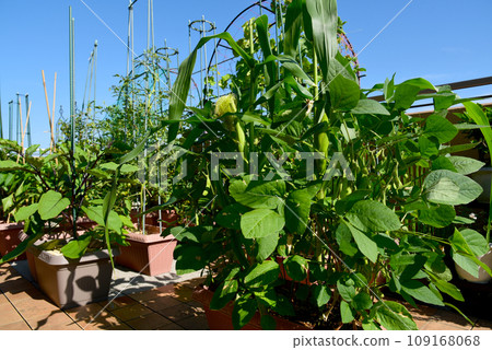 Roof balcony Growing corn and other vegetables. Home gardening as a hobby under the blue sky. 109168068