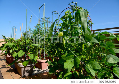 屋頂陽台種植玉米和其他蔬菜。藍天下的家庭園藝作為一種愛好。 屋頂陽台種植玉米和其他蔬菜。藍天下的家庭園藝作為一種愛好。 109168069