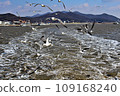 seagulls 109168240
