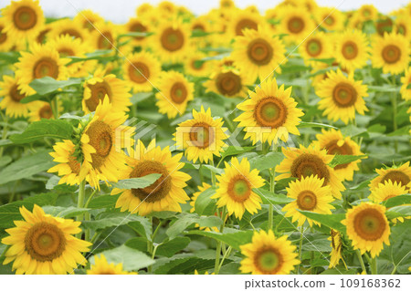 盛開的向日葵(北海道美瑛四季彩之丘) 盛開的向日葵(北海道美瑛四季彩之丘) 109168362