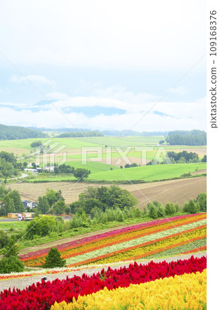 北海道美瑛的「四季彩之丘」與農場 109168376