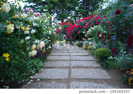 港景山公園，鮮花，四月，五月，春天，盛開，美麗，粉紅色，黃色，白色，橫濱，風景，日本，神奈川，天空，藍色 109168397