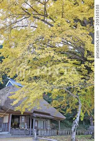 金剛寺大銀杏 109168588