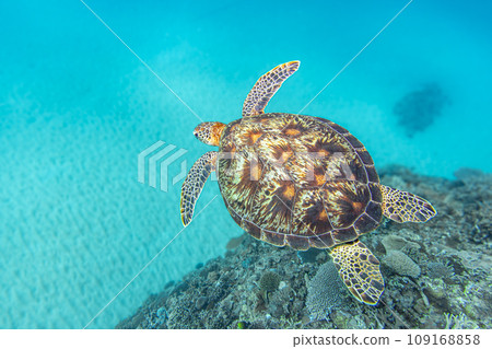 Sea turtle swimming elegantly Sea turtle swimming elegantly 109168858