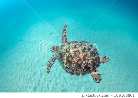 海龜優雅地游泳 海龜優雅地游泳 109168861