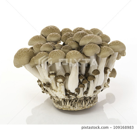 Shimeji mushrooms white background Shimeji mushrooms white background 109168983